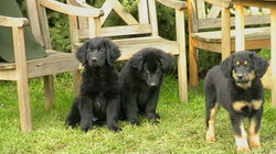 Fenelope,Feodor und FusselLine