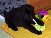 Feodor spielt erst wild mit dem Ball von Martina...