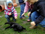 Fenelope/Ebony kullert sich zwischen den Kinderhänden