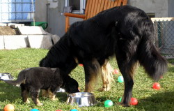 Mama Catrice und Fernando beim futtern...